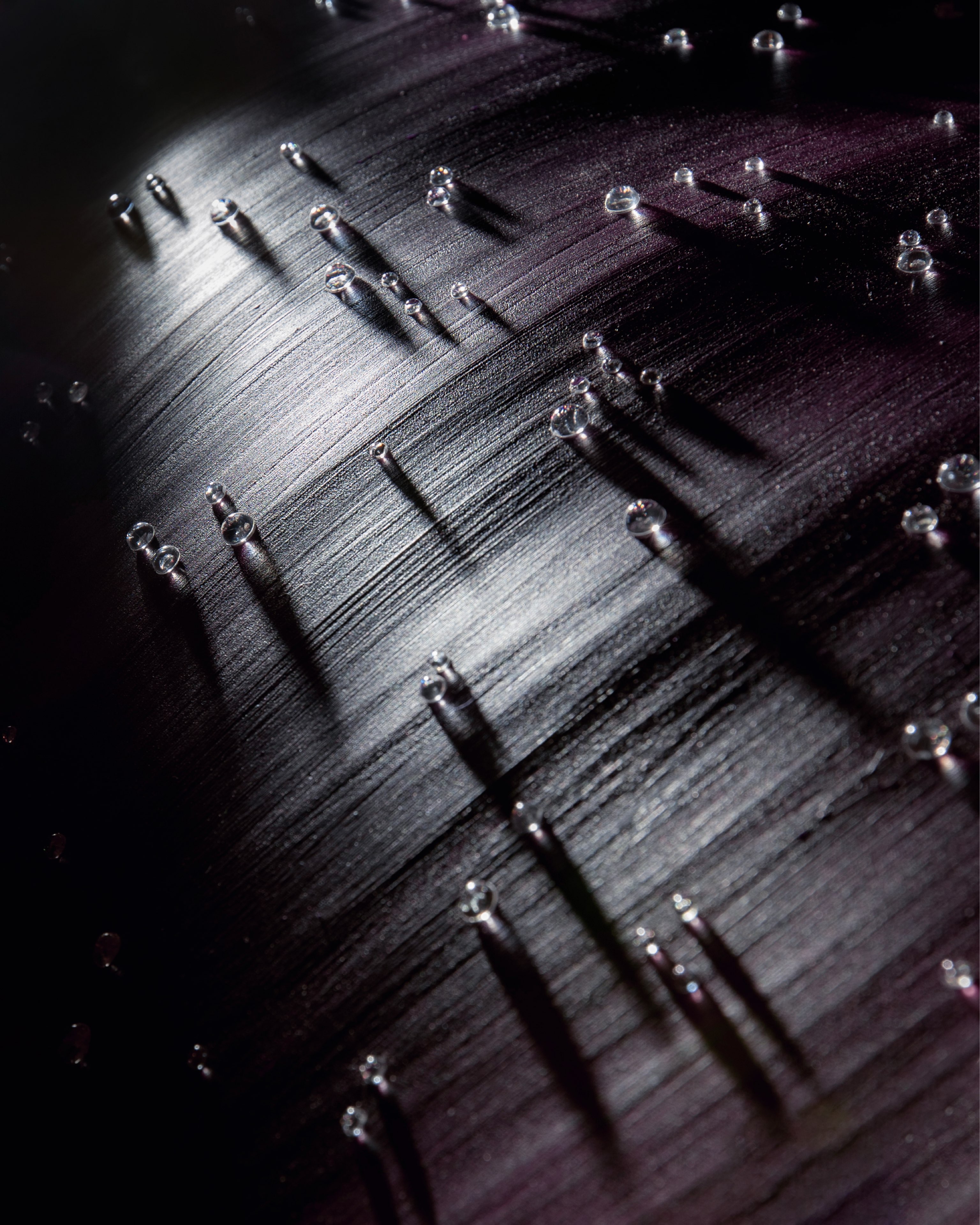 SIL04096_compressed.jpg