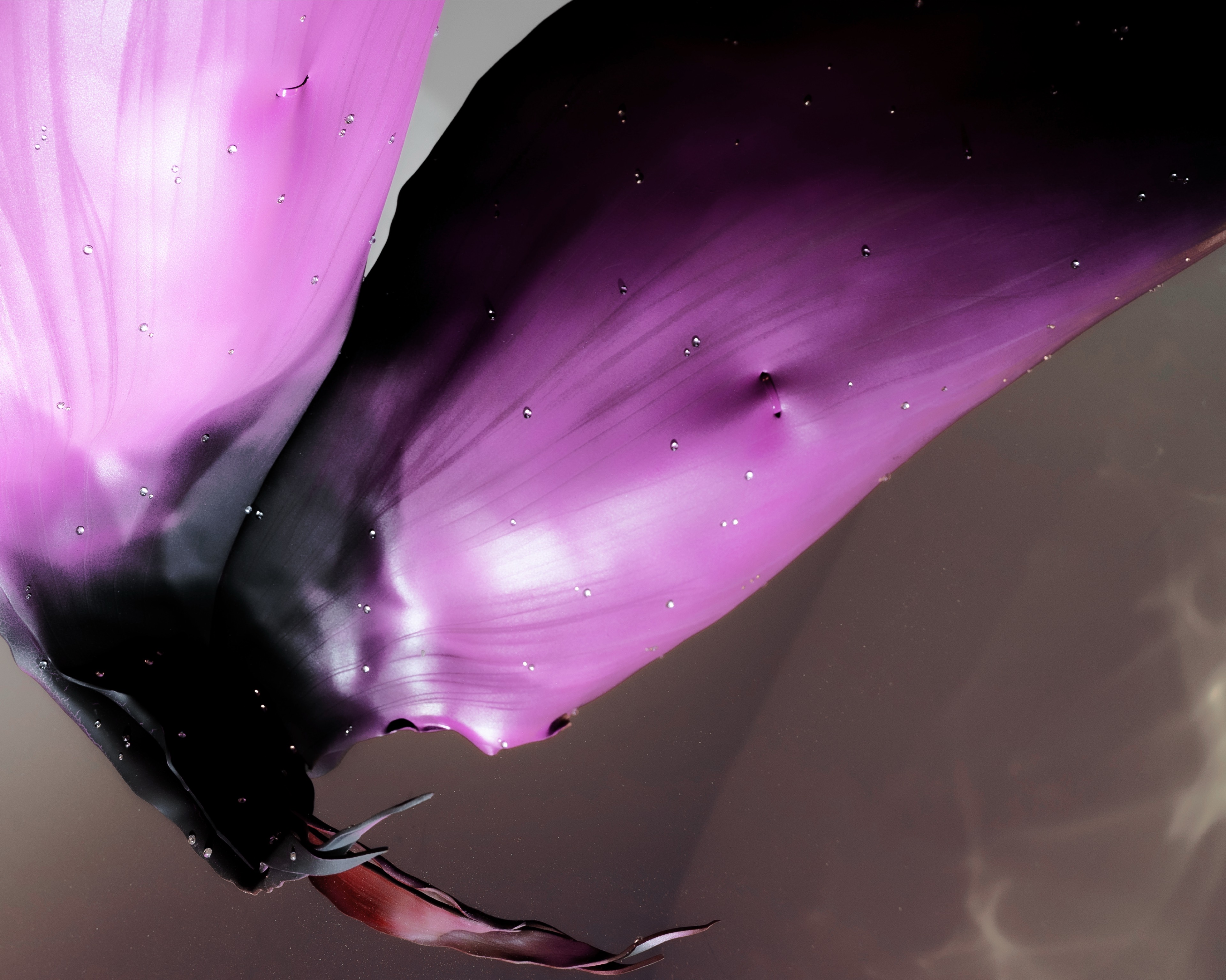 SIL04642_compressed.jpg